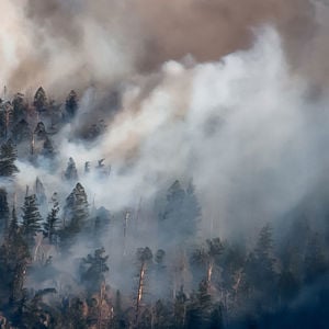 Wildfire Smoke Forest Trees 