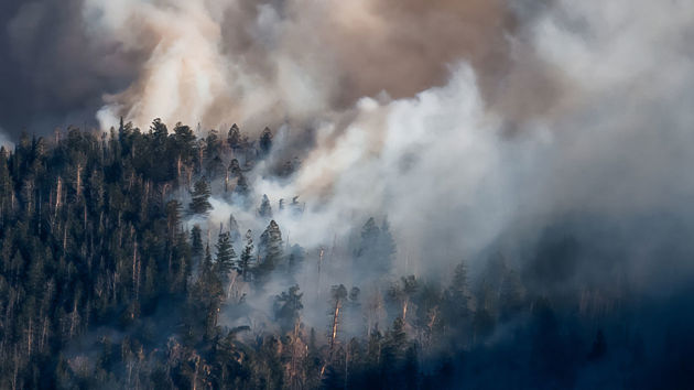 Wildfire Smoke Forest Trees 