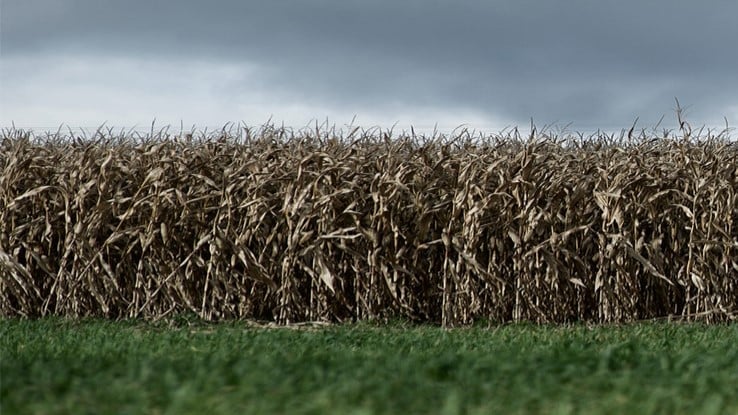 Corn Fields 
