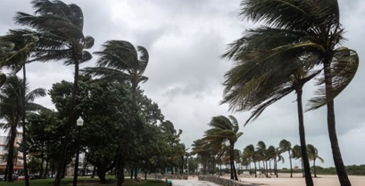 Palm trees blowing in extreme wind conditions.