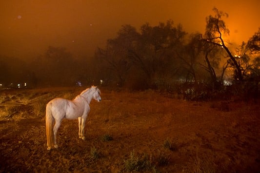 Horse surrounded by wildfire