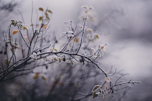 Temperature foercast-sm