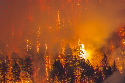 Fireline Teaser Image 2 