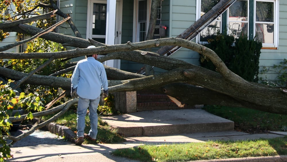 Person looking at fallen tree in front of house