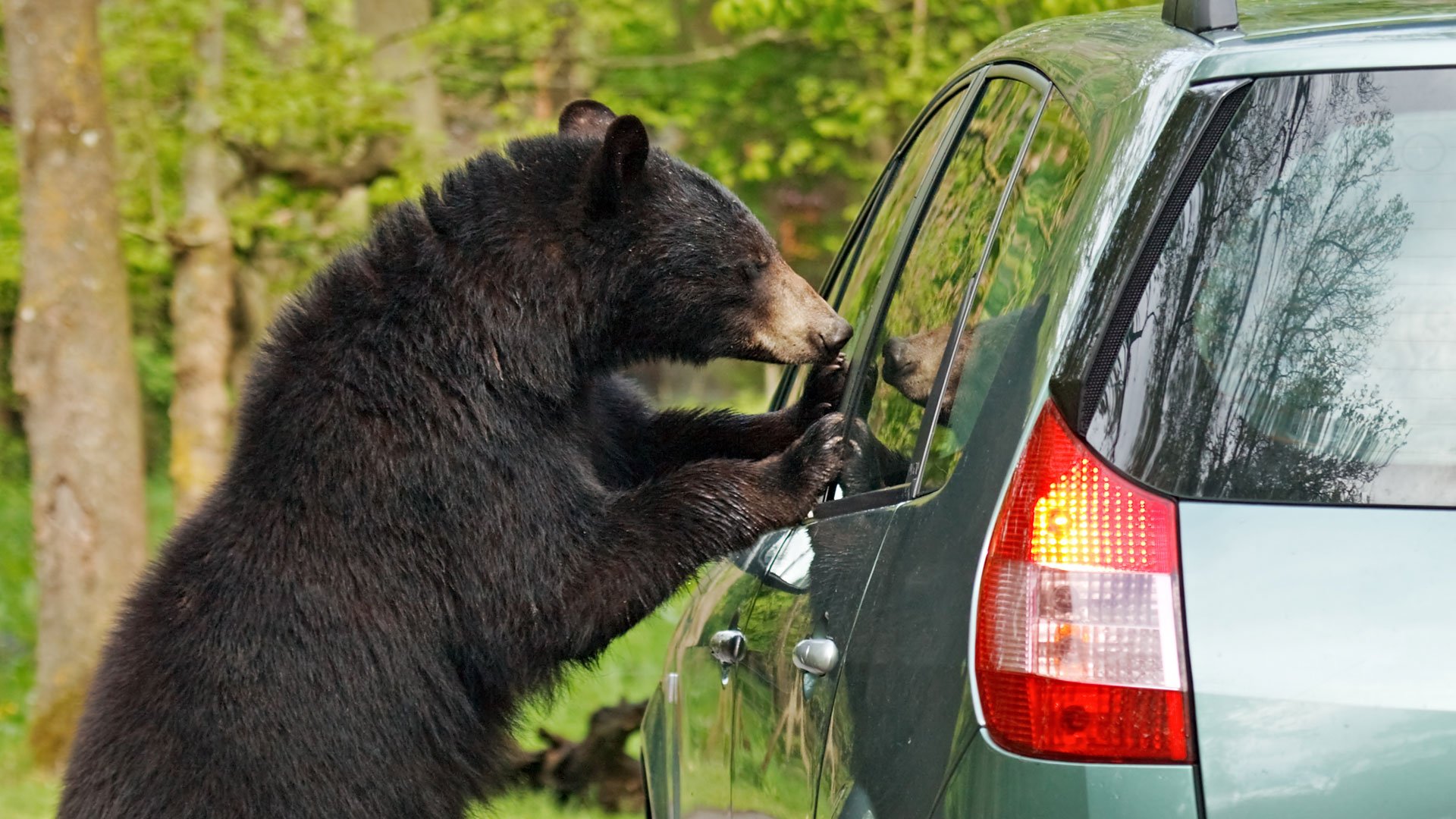 bear-at-car-window