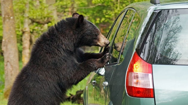 Bear At Car Window 