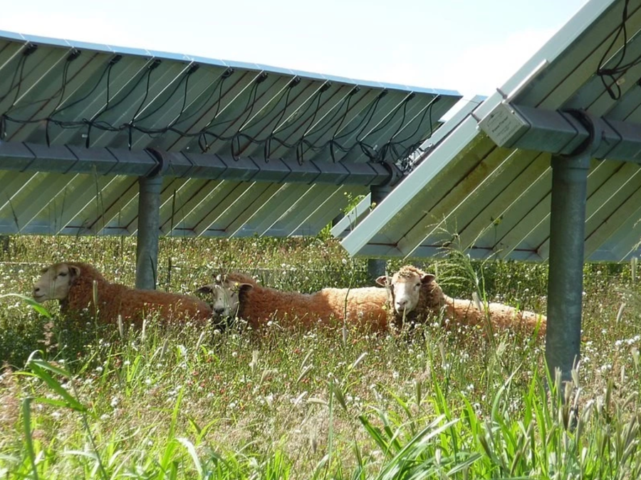 sheep-in-the-grass