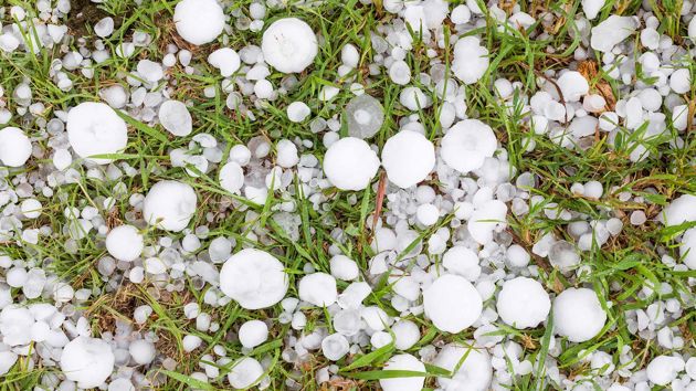Large Hail Stones In Grass 