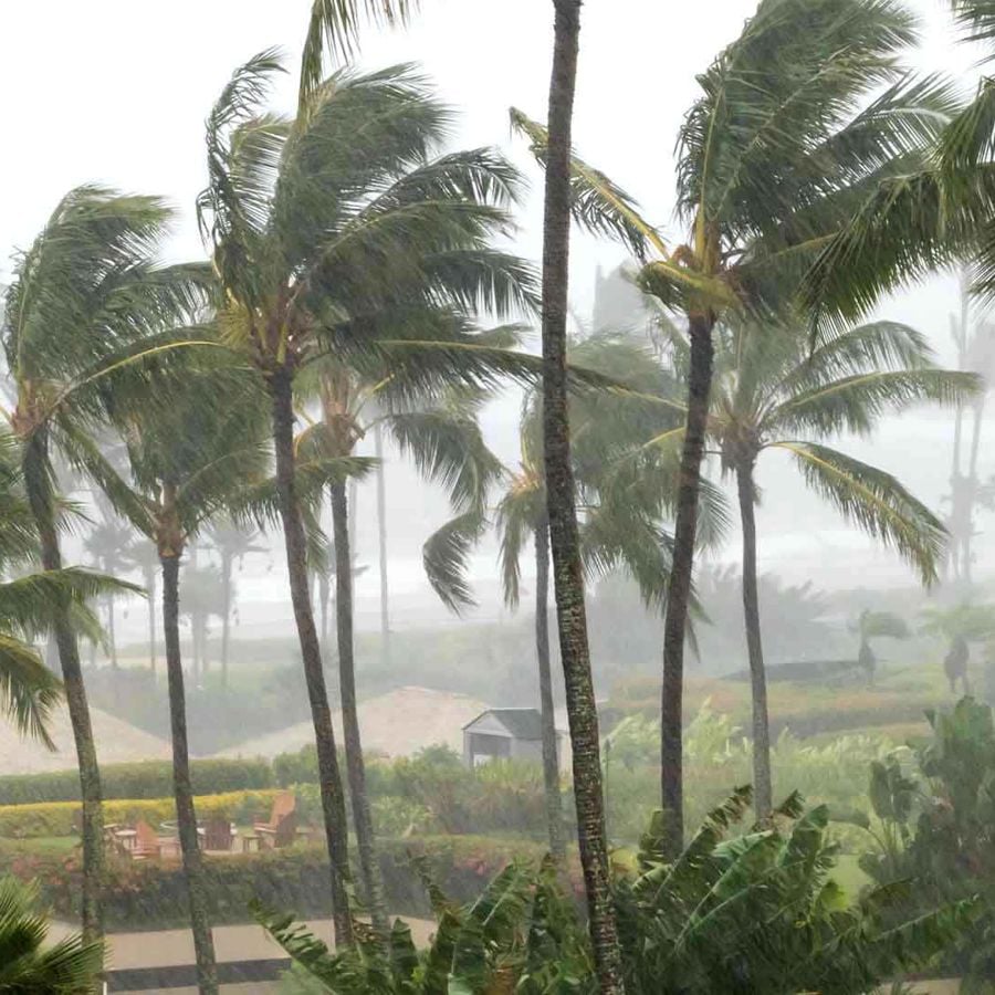 Palm Trees Blowing In Storm 