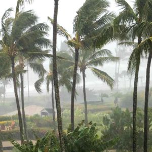 Palm Trees Blowing In Storm 