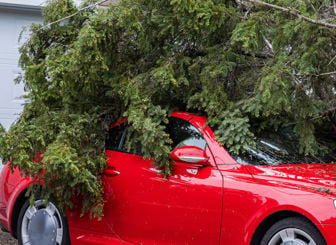 Tree Fallen On Car 