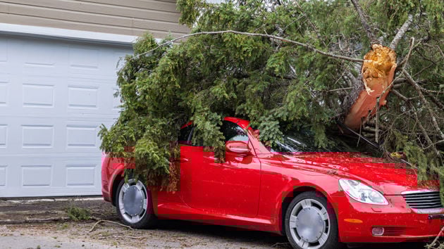 Tree Fallen On Car 