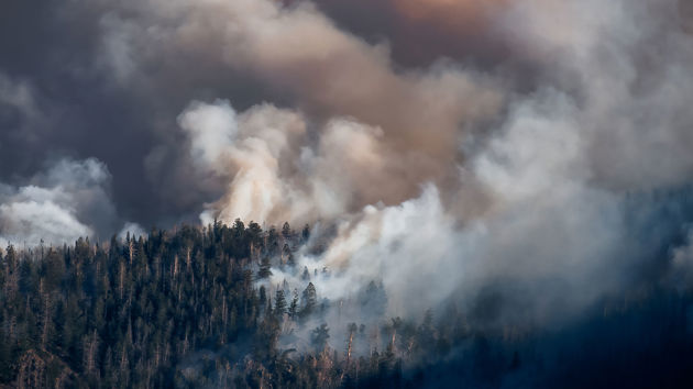 Wildfire Smoke Forest Trees 