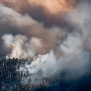 Wildfire Smoke Forest Trees 
