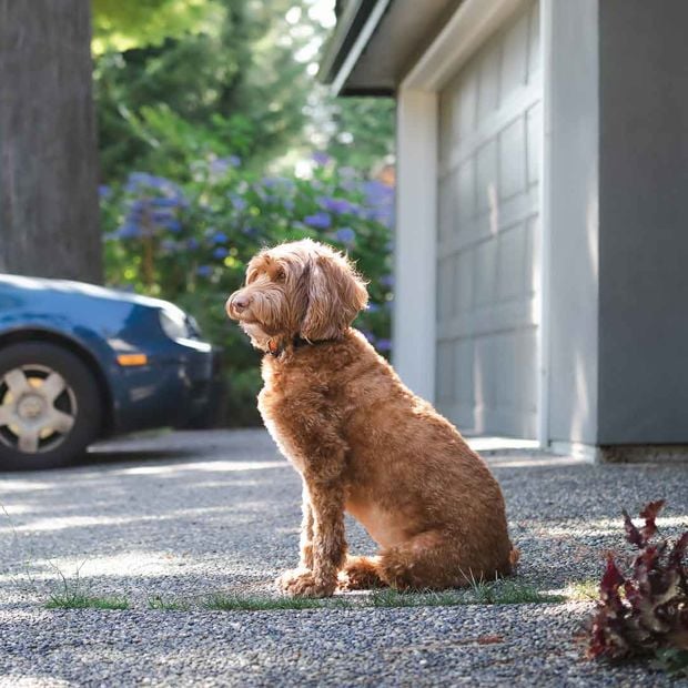 Dog In Driveway2 