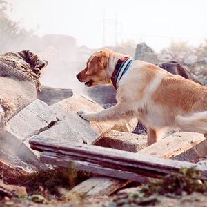 Rescue Dog Searching Rubble 