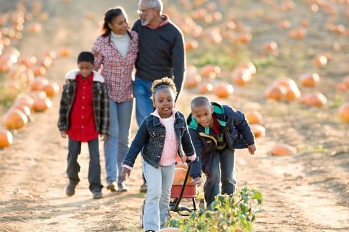 pumpkin-picking-500