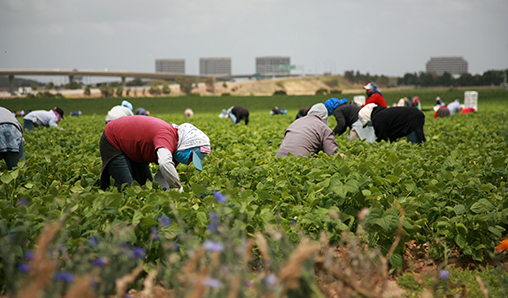 Agricultural workers pick green beans in a field