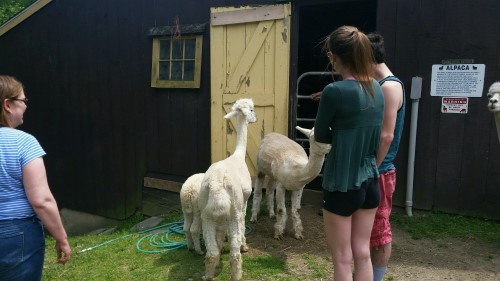 apalca farm