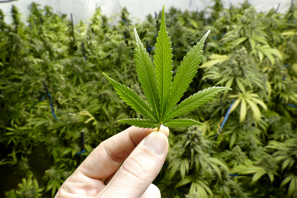 marijuana dispensary article image